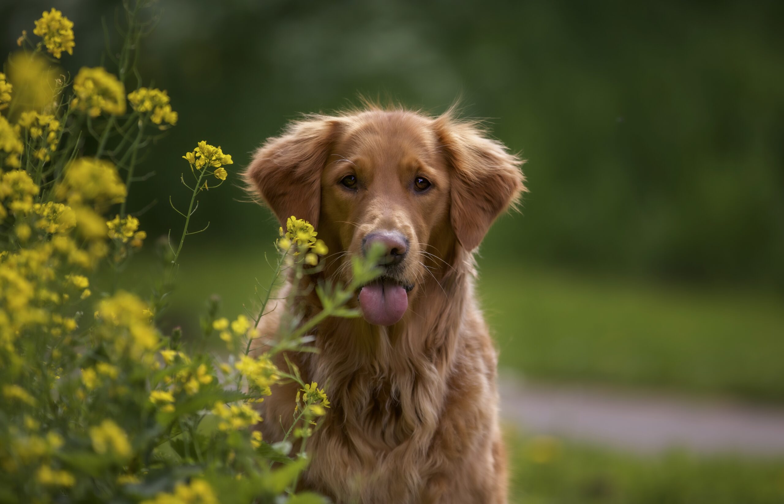 selective focus shot of an adorable golden retriever outdoors