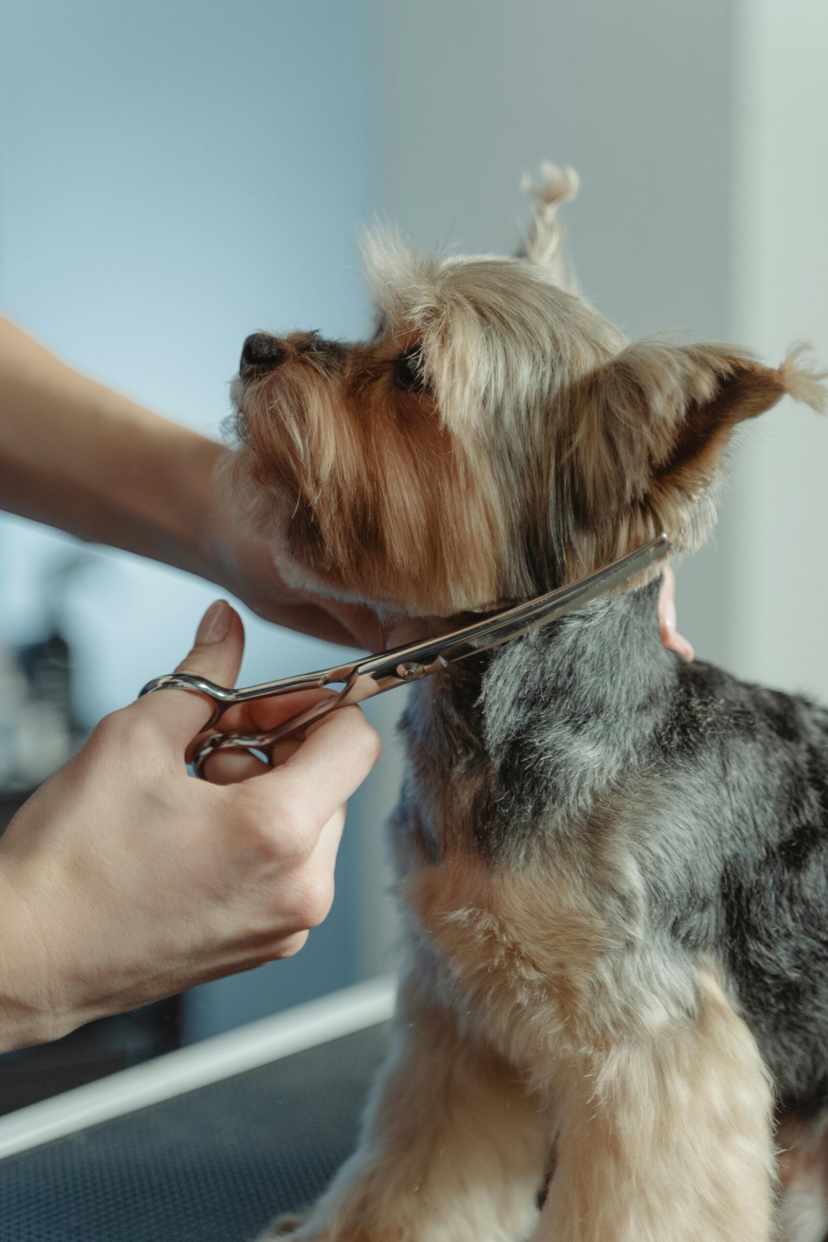 Close-up of a Yorkshire Terrier being trimmed by a groomer with scissors, highlighting meticulous care.